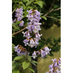 Paulownia omszona - sadzonka w pojemniku P9