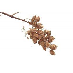 Paulownia omszona - sadzonka w pojemniku P9