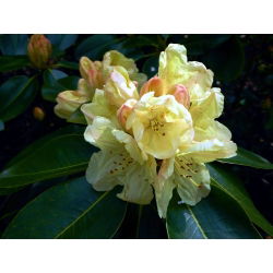 Rododendron herbaciany, wielkokwiatowy Bernstein - sadzonka w pojemniku C2-C3