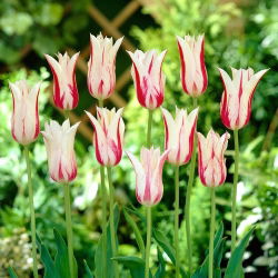 Tulipan Marilyn - 5 cebulek