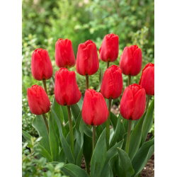 Tulipan Apeldoorn - 5 cebulek