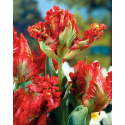 Tulipan papuzi Exotic Parrot - 5 cebulek