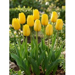 Tulipan żółty - Yellow - paczka XXL - 50 cebulek