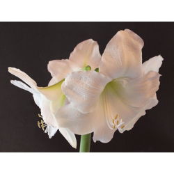 Hippeastrum, amarylis, zwartnica - Mont Blanc - 1 cebula