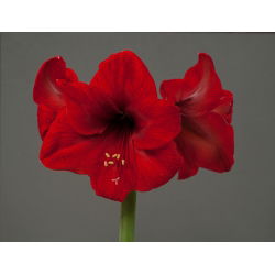 Hippeastrum, Amarylis, Zwartnica - Red Lion - 1 cebula