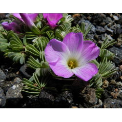 Szczawik chilijski - Oxalis Adenophylla - 5 cebulek