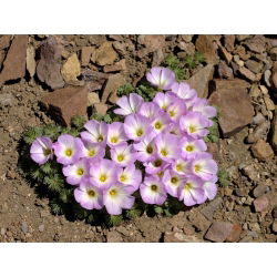 Szczawik chilijski - Oxalis Adenophylla - 5 cebulek