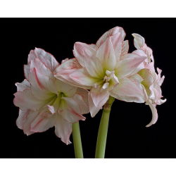 Hippeastrum, Amarylis, Zwartnica - Aphrodite - 1 cebula