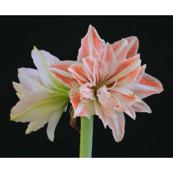Hippeastrum, Amarylis, Zwartnica - Dancing Queen - 1 cebula