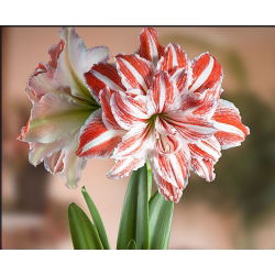 Hippeastrum, Amarylis, Zwartnica - Dancing Queen - 1 cebula