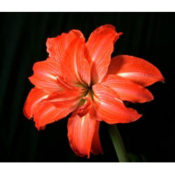 Hippeastrum, amarylis, zwartnica - Lady Jane - 1 cebula