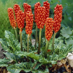 Obrazki włoskie - Arum italicum - 5 sztuk