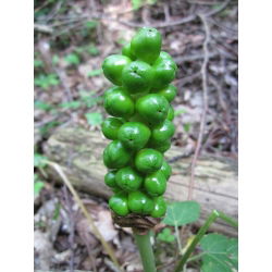 Obrazki włoskie - Arum italicum - 5 sztuk