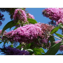 Budleja Dawida różowa - Flutterby Pink - Krzew motyli - sadzonka w pojemniku C2
