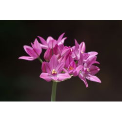 Czosnek kazachstański, czosnek Ostrowskiego - Allium oreophilum - 20 cebulek
