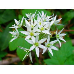 Czosnek niedźwiedzi - aromatyczne zioło! - 5 cebulek