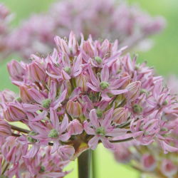 Czosnek ozdobny różowy Pink Jewel - 1 cebula