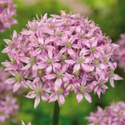 Czosnek ozdobny różowy Pink Jewel - 1 cebula
