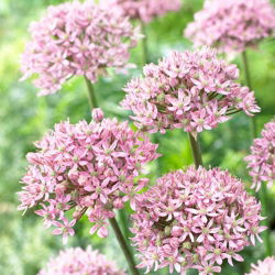 Czosnek ozdobny różowy Pink Jewel - 1 cebula