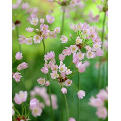 Czosnek różowy - Allium roseum - 20 cebulek