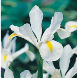 Irys holenderski White Excelsior - 10 cebulek