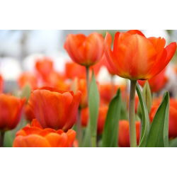 Tulipan pomarańczowy Orange - 5 cebulek