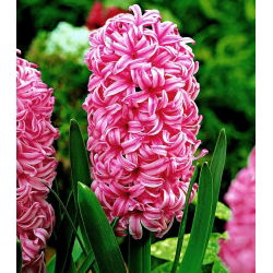 Hiacynt Pink Pearl - 3 cebulki