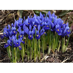 Irys żyłkowany - Iris reticulata - 10 sztuk
