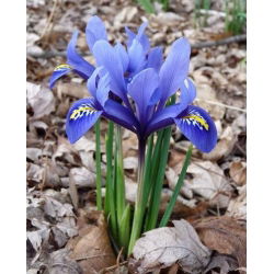 Irys żyłkowany - Iris reticulata - 10 sztuk