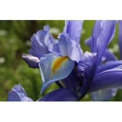 Irys holenderski - Saphire Beauty - 10 cebulek - Szafirowa piękność