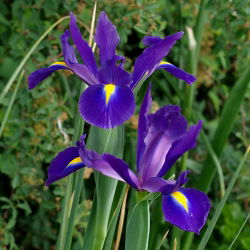Irys holenderski Purple Sensation - 10 cebulek