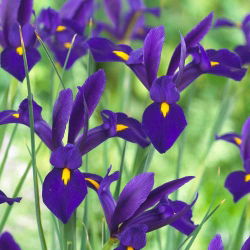 Irys holenderski Purple Sensation - 10 cebulek