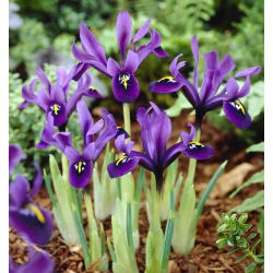 Irys George - 10 sztuk