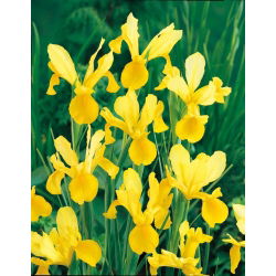 Irys holenderski - Golden Harvest - 10 sztuk