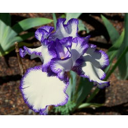 Kosaciec bródkowy, irys - fioletowo-biały - Loop the Loop - 1 kłącze