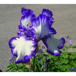 Kosaciec bródkowy, irys - fioletowo-biały - Loop the Loop - 1 kłącze