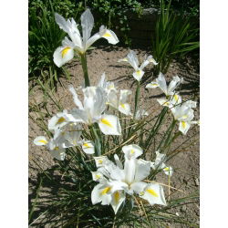 Irys holenderski White Excelsior - 10 cebulek