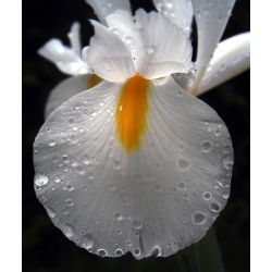 Irys holenderski White Excelsior - 10 cebulek