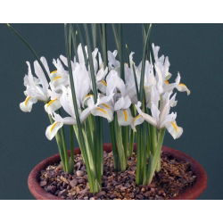 Irys żyłkowany - White - 10 cebulek