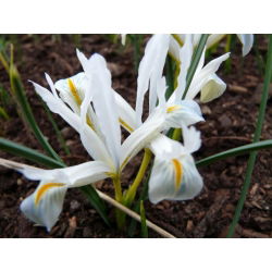Irys żyłkowany - White - 10 cebulek