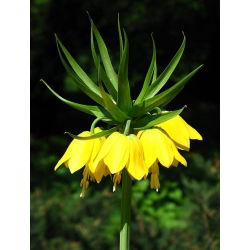 Korona cesarska żółta - Lutea Maxima - 1 cebula