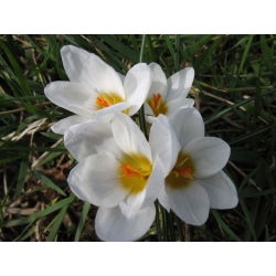Krokus Ard Schenk - 10 cebulek
