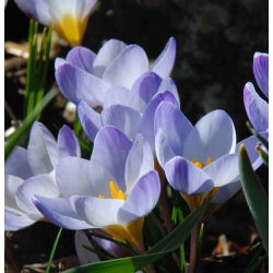 Krokus Blue Pearl - 10 cebulek