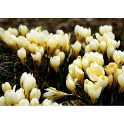 Krokus Cream Beauty - 10 cebulek