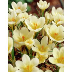 Krokus Cream Beauty - 10 cebulek