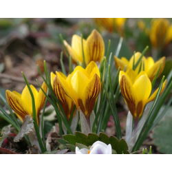 Krokus wiosenny Fuscotinctus - 10 cebulek