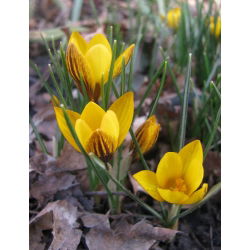 Krokus wiosenny Fuscotinctus - 10 cebulek