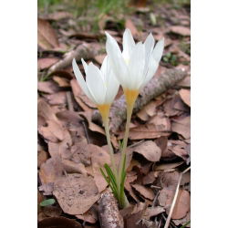 Krokus Jesienny Ochroleucus - 10 cebulek