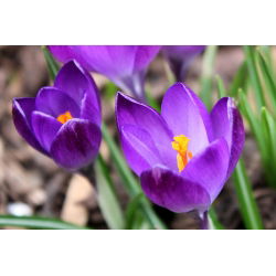 Krokus Ruby Giant - 10 szt.