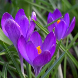 Krokus Ruby Giant - 10 szt.